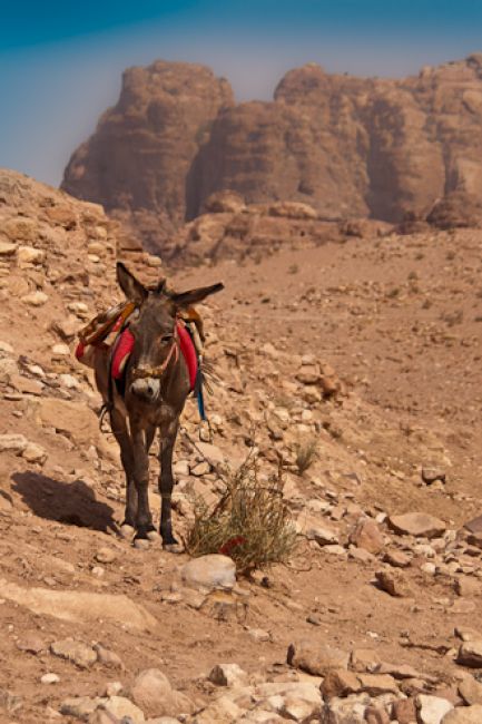 Zdjęcia: Petra, Petra, Petra, JORDANIA Zdjęcia: Petra, Petra, Petra, JORDANIA