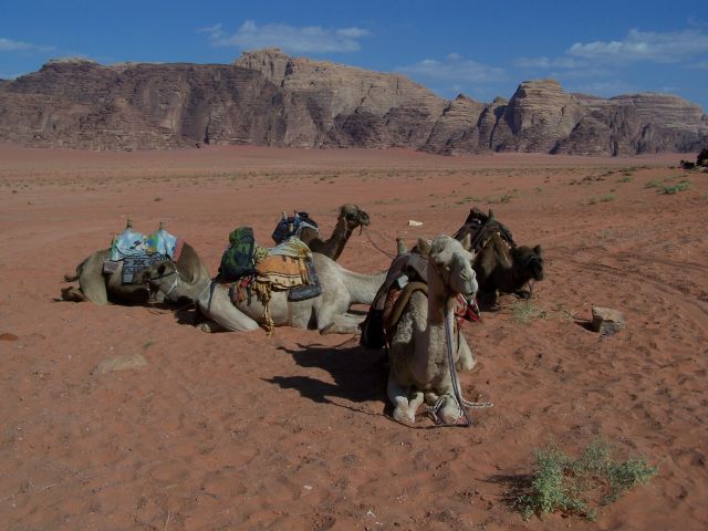 Zdjęcia: Wadi Rum, pd. Jordania, Wielbłądy z Wadi Rum, JORDANIA Zdjęcia: Wadi Rum, pd. Jordania, Wielbłądy z Wadi Rum, JORDANIA