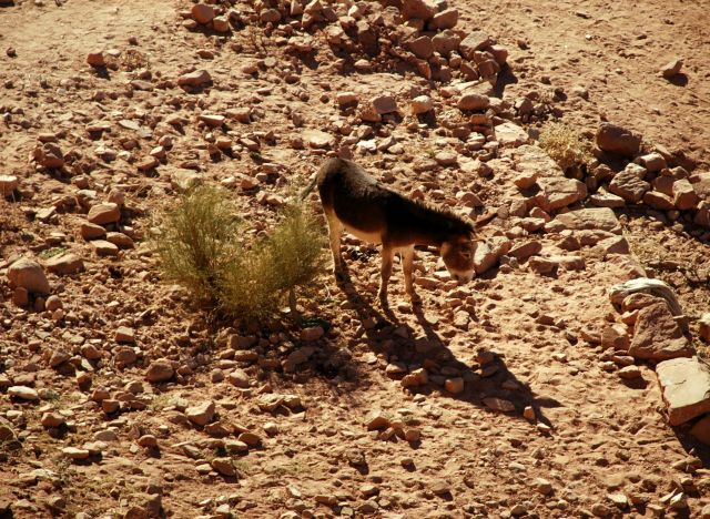 Zdjęcia: wawoz, Petra, wpatrzony w cien , JORDANIA Zdjęcia: wawoz, Petra, wpatrzony w cien , JORDANIA