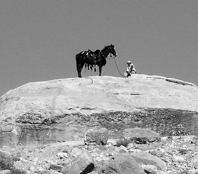 Zdjęcia: Petra, koń vel kozica, JORDANIA Zdjęcia: Petra, koń vel kozica, JORDANIA