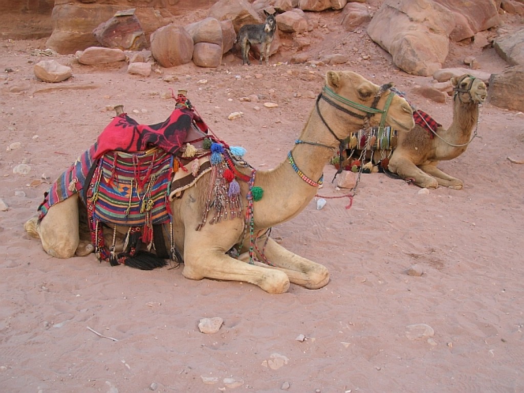 Zdjęcia: Petra, południowa Jordania, odpoczynek, JORDANIA Zdjęcia: Petra, południowa Jordania, odpoczynek, JORDANIA