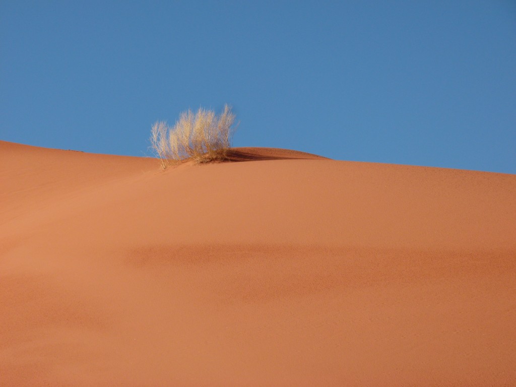 Zdjęcia: Pustynia, Wadi Ram, Krzew, JORDANIA Zdjęcia: Pustynia, Wadi Ram, Krzew, JORDANIA