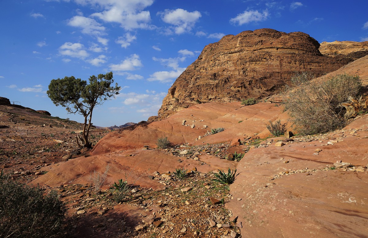 Zdjęcia: Petra,  Muhafaza Ma'an, Drzewko, JORDANIA Zdjęcia: Petra,  Muhafaza Ma'an, Drzewko, JORDANIA