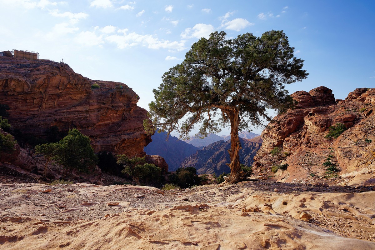 Zdjęcia: ., Petra, Sosna, JORDANIA Zdjęcia: ., Petra, Sosna, JORDANIA
