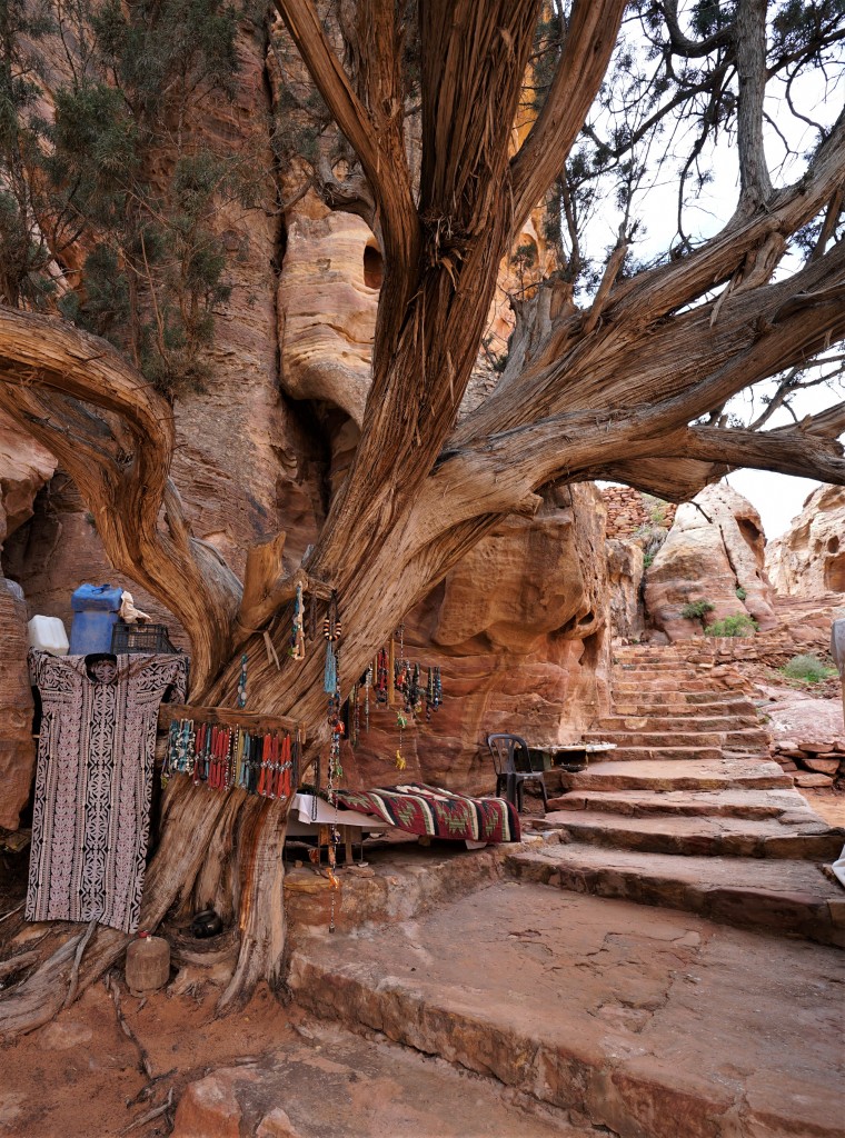 Zdjęcia: Petra, Muhafaza Ma'an, Kramik pod drzewem, JORDANIA Zdjęcia: Petra, Muhafaza Ma'an, Kramik pod drzewem, JORDANIA