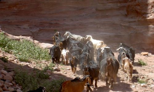 Zdjecie JORDANIA / brak / Petra / Stado
