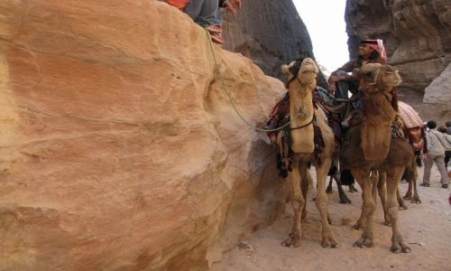 Zdjecie JORDANIA / poudniowa Jordania / Petra / rodek transportu