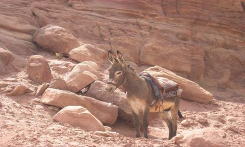 Zdjecie JORDANIA / brak / Petra / Mieszkaniec Petry