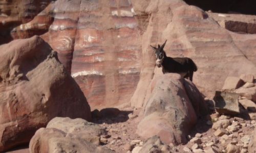 Zdjecie JORDANIA / Petra / Petra / Petra- miasto wykute w skale