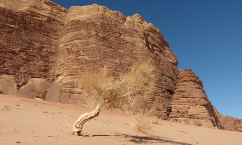 Zdjecie JORDANIA / Wadi Ram / Pustynia / Drzewo