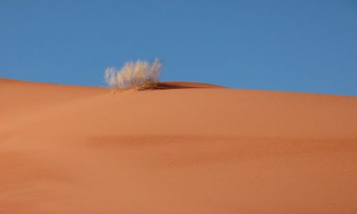 Zdjecie JORDANIA / Wadi Ram / Pustynia / Krzew