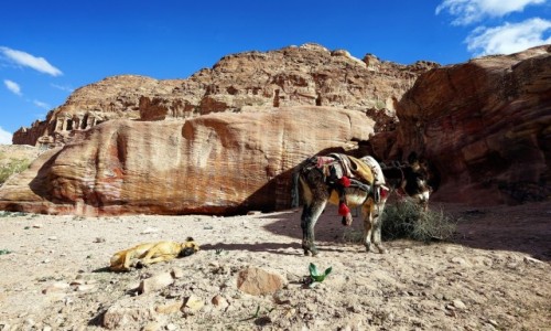 Zdjcie JORDANIA / Muhafaza Ma\\\\\\\'an / Petra / Gdy jeden pi, drugi musi czuwa