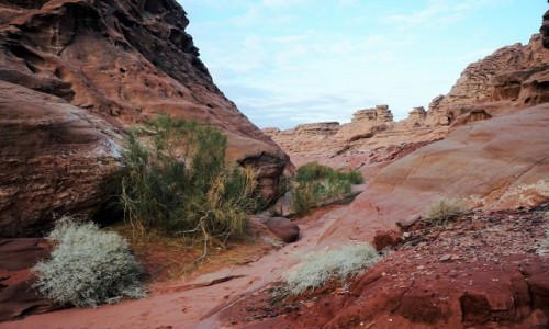 Zdjecie JORDANIA / Wadi Rum / . / Ziele i skay