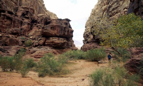 Zdjecie JORDANIA / Wadi Rum / Abu Khashaba Canyon  / Troch zieleni