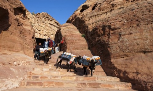 Zdjecie JORDANIA /  Muhafaza Ma'an / Petra / Transport pomaraczy