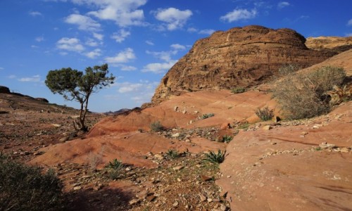 Zdjęcie JORDANIA /  Muhafaza Ma'an / Petra / Drzewko