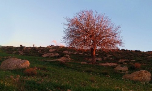 Zdjecie JORDANIA / Tafilah / Dana / Przy zachodzcym socu