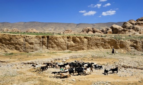 Zdjęcie JORDANIA /  Muhafaza Ma'an / Mała Petra  / Stadko w drodze