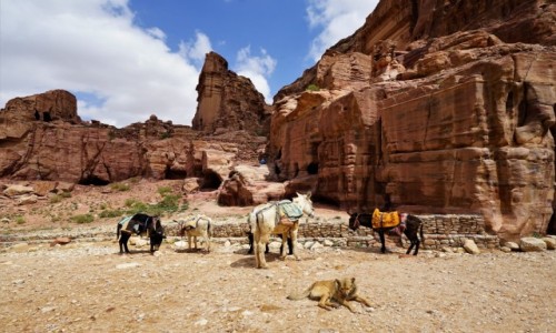 Zdjęcie JORDANIA / Muhafaza Ma'an / Petra / Stróż