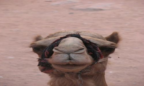 JORDANIA / - / Petra / I co si gapisz??