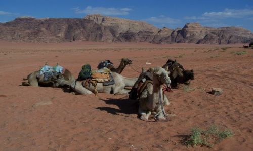 Zdjecie JORDANIA / pd. Jordania / Wadi Rum / Wielbdy z Wadi Rum