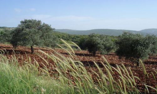 Zdjęcie JORDANIA / brak / Adzlun / oliwki