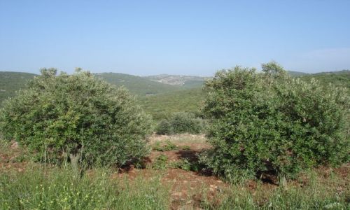 Zdjecie JORDANIA / brak / Adzlun / oliwki 2