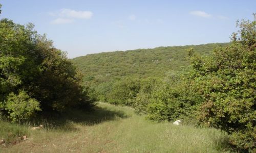 Zdjęcie JORDANIA / brak / Adzlun / Park Narodowy Adzlun