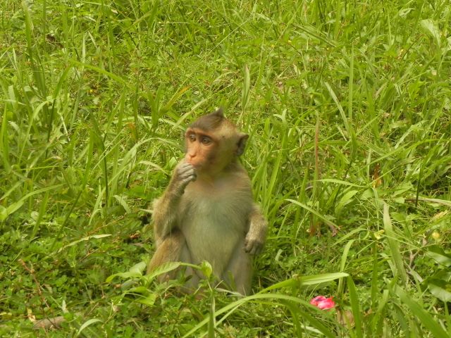 Zdjęcia: ..., okolice angkor wat, malpka, KAMBODżA Zdjęcia: ..., okolice angkor wat, malpka, KAMBODżA