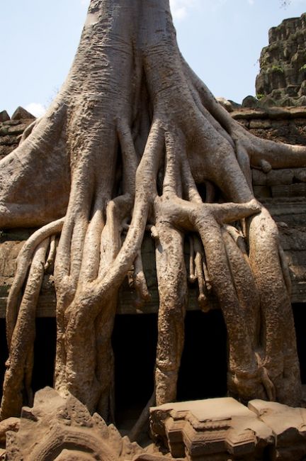 Zdjęcia: Siem Reap, Korzenie (Cambodia), KAMBODżA Zdjęcia: Siem Reap, Korzenie (Cambodia), KAMBODżA