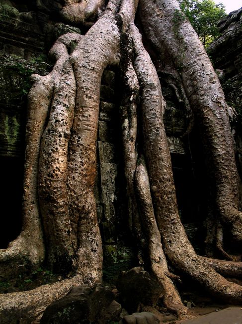 Zdjęcia: Ta Prohm, Angkor Wat, Angkor Wat, KAMBODżA Zdjęcia: Ta Prohm, Angkor Wat, Angkor Wat, KAMBODżA