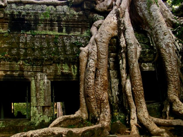 Zdjęcia: Ta Prohm, Angkor Wat, Ta Prohm, KAMBODżA Zdjęcia: Ta Prohm, Angkor Wat, Ta Prohm, KAMBODżA