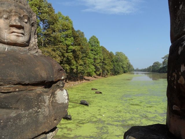 Zdjęcia: Angkor Wat, bawoły wodne, KAMBODżA Zdjęcia: Angkor Wat, bawoły wodne, KAMBODżA