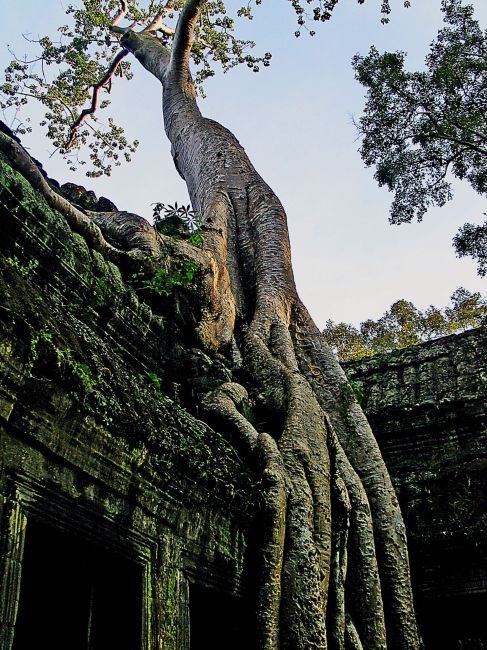 Zdjęcia: Angkor Wat, Angkor Wat, Przyroda vs architektura, KAMBODżA Zdjęcia: Angkor Wat, Angkor Wat, Przyroda vs architektura, KAMBODżA