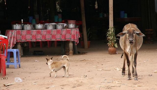 Zdjęcia: SIEM REAP, ***, KAMBODżA Zdjęcia: SIEM REAP, ***, KAMBODżA