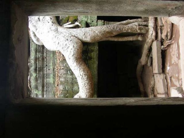Zdjęcia: Angkor Wat, Drzewo-akrobata, KAMBODżA Zdjęcia: Angkor Wat, Drzewo-akrobata, KAMBODżA
