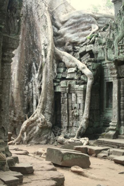 Zdjęcia: SIEM REAP, ANGKOR, TA PROHM, KAMBODżA Zdjęcia: SIEM REAP, ANGKOR, TA PROHM, KAMBODżA