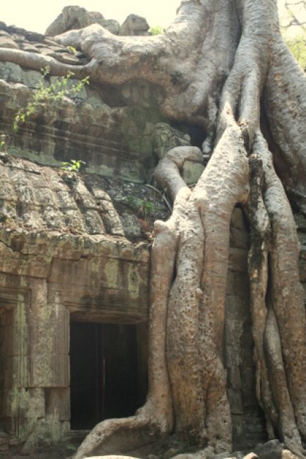 Zdjęcia: SIEM REAP, ANGKOR, TA PROHM, KAMBODżA Zdjęcia: SIEM REAP, ANGKOR, TA PROHM, KAMBODżA