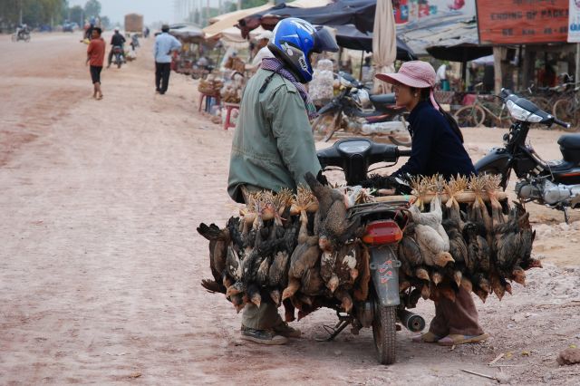 Zdjęcia: SIEM REAP, kury w pęczku, KAMBODżA Zdjęcia: SIEM REAP, kury w pęczku, KAMBODżA
