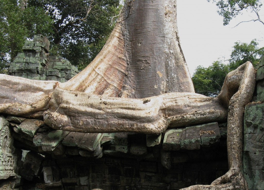 Zdjęcia: Ta Prohm, Siem Reap, Korzeń gigant, KAMBODżA Zdjęcia: Ta Prohm, Siem Reap, Korzeń gigant, KAMBODżA