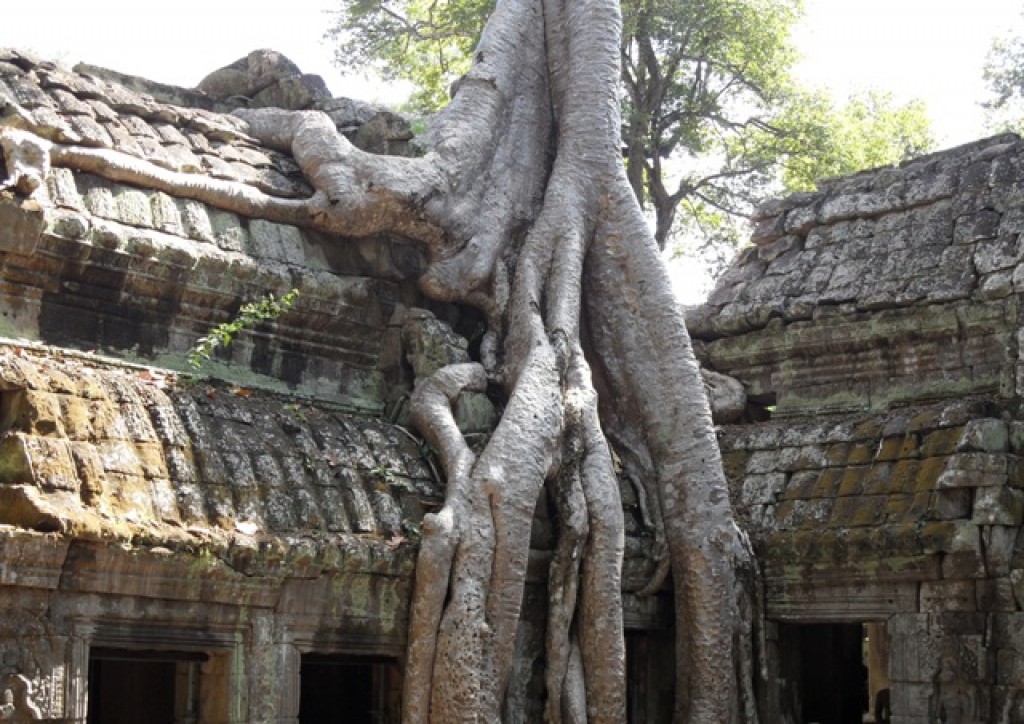Zdjęcia: Angkor Wat, NATURA, KAMBODżA Zdjęcia: Angkor Wat, NATURA, KAMBODżA