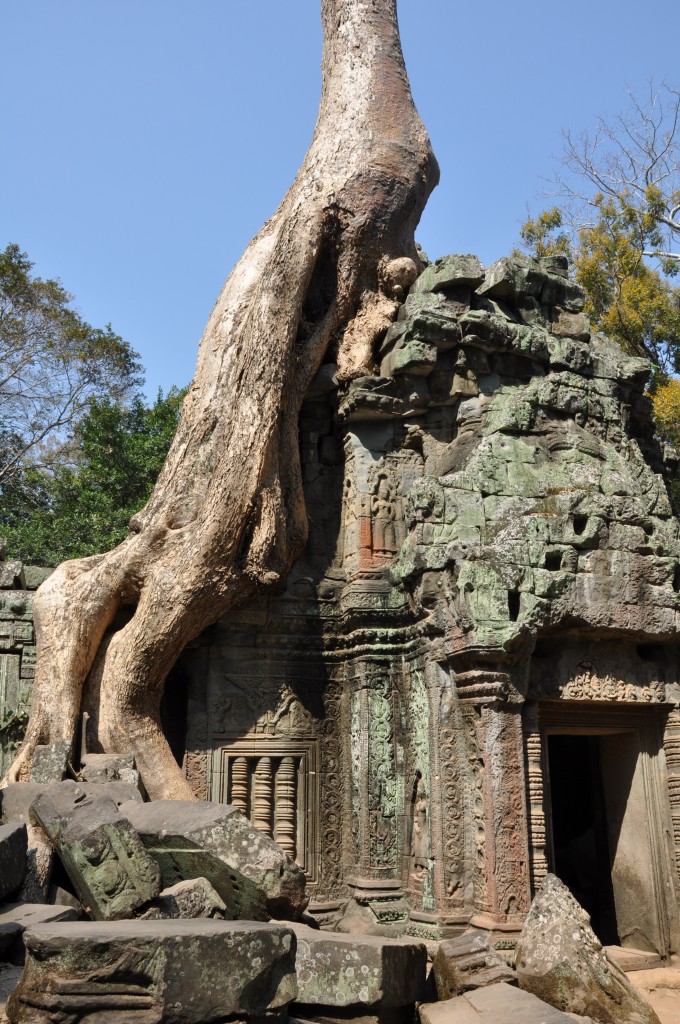 Zdjęcia: Ta Prohm, Ankor, świątynia, KAMBODżA Zdjęcia: Ta Prohm, Ankor, świątynia, KAMBODżA
