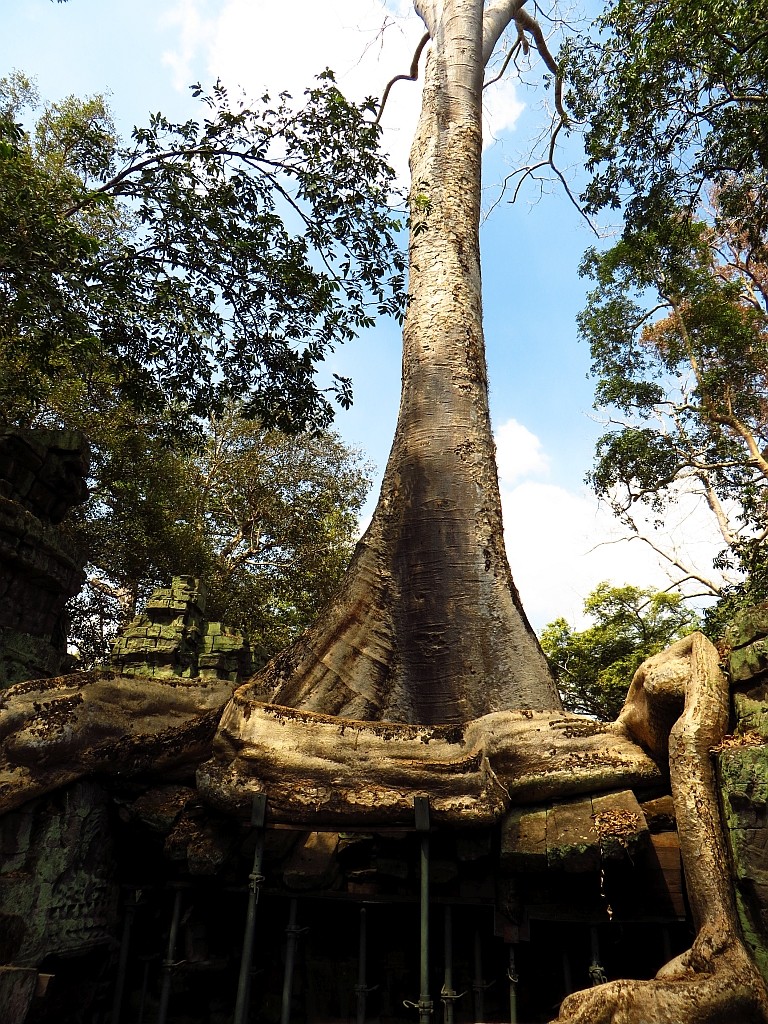 Zdjęcia: okolice Siem Reap, Angkor, drzewo kapokowe, KAMBODżA Zdjęcia: okolice Siem Reap, Angkor, drzewo kapokowe, KAMBODżA