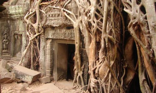 Zdjecie KAMBODżA / brak / Angkor - świątynia Ta Prohm  / w korzennym uścisku