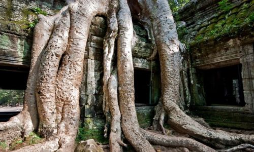 Zdjecie KAMBODA / - / Siem Reap / kompleks wityn Angkor