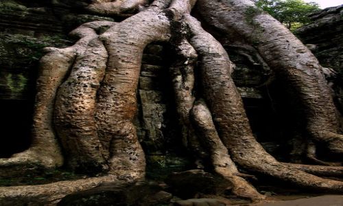Zdjcie KAMBODA / Angkor Wat / Ta Prohm / Angkor Wat