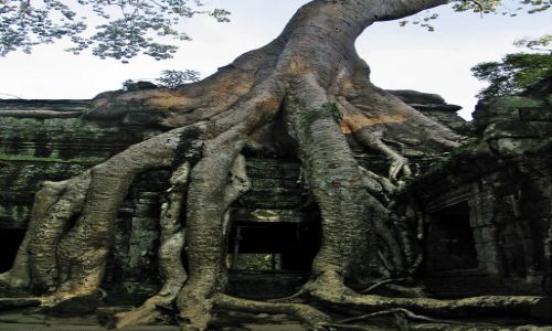 Zdjęcie KAMBODżA / Angkor Wat  / teren świątyni / Drzewko...