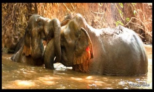 KAMBODA / Mondulkiri / EVP in Sen Monorom / Zabawa
