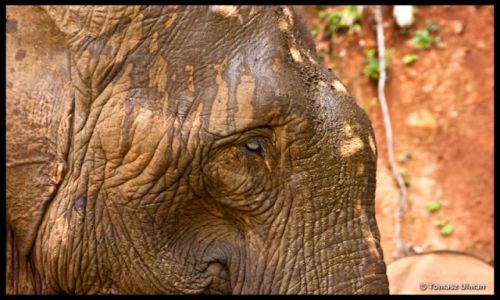 KAMBODA / Mondulkiri / EVP in Sen Monorom / lepa na praweoko