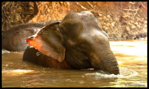 KAMBODA / Mondulkiri / EVP in Sen Monorom / Poranna kpiel